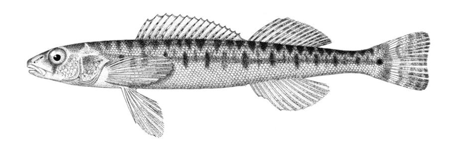 Percina caprodes (Rafinesque, 1818)